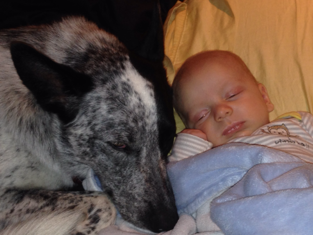 baby with dog 