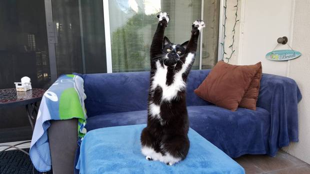 cat throwing paws in the air 