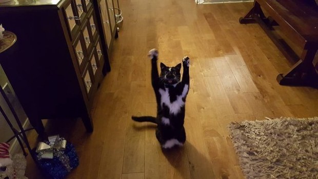 cat throwing paws in the air 