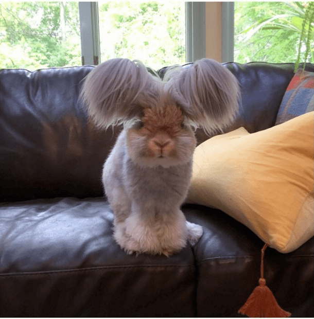 cutest bunny