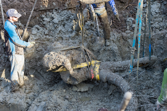 farmer found mammoth bones