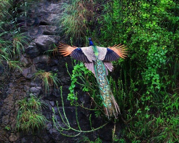 flying peacock