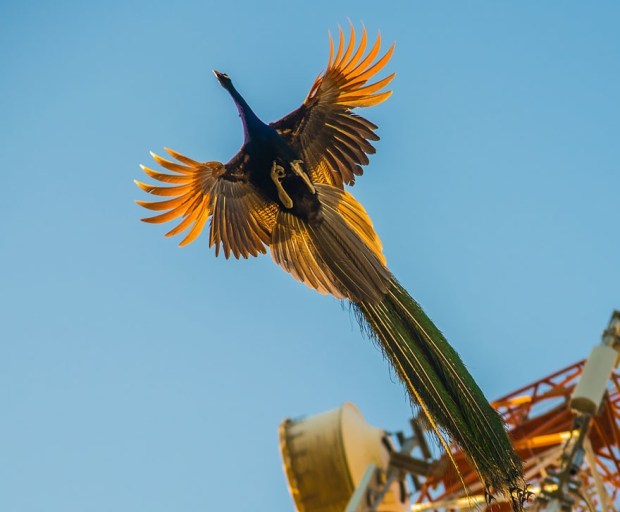 flying peacock 