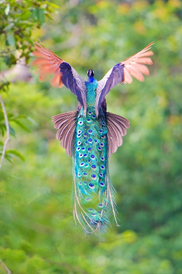 flying peacock 