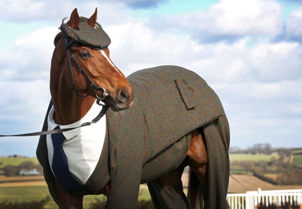 horse three piece suit 