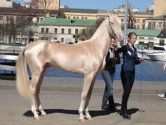 horses unusual colors 