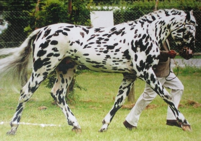 horses unusual colors 