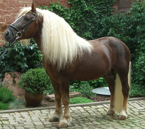 horses unusual colors