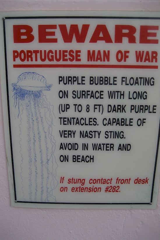 portuguese man o' war 