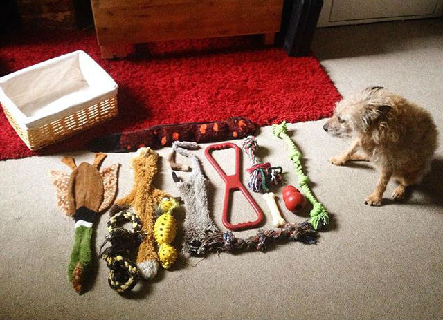 Dog Destroys Their Toys
