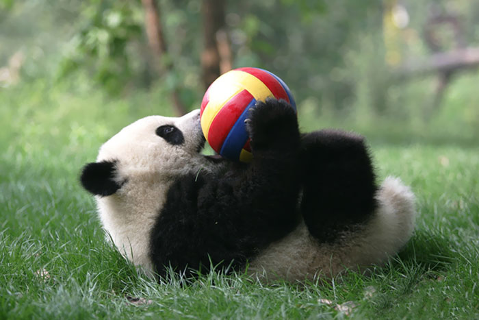 Home of Panda