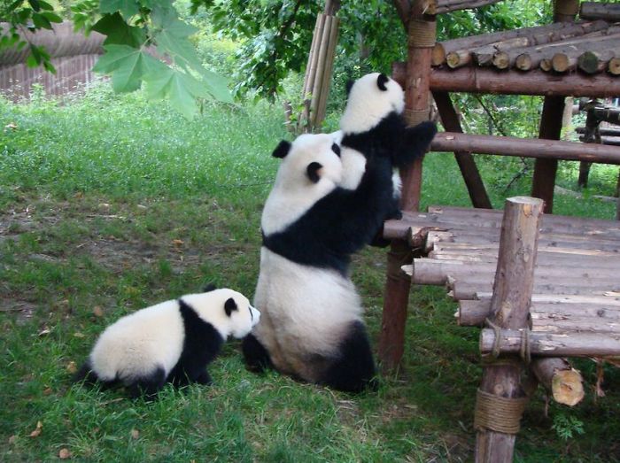 Home of Panda