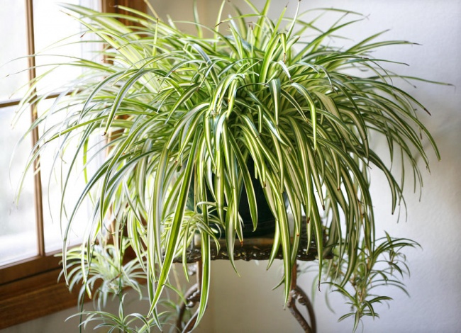 air purifying plants 