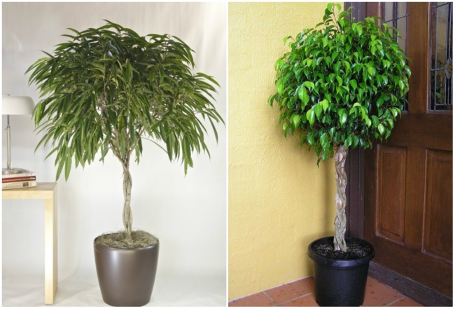 air purifying plants 