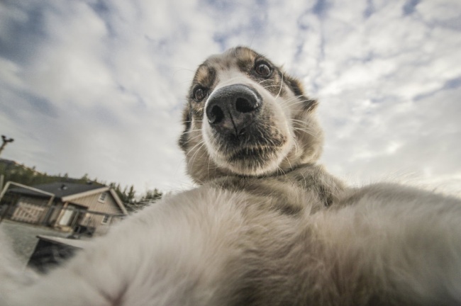 animal selfie game