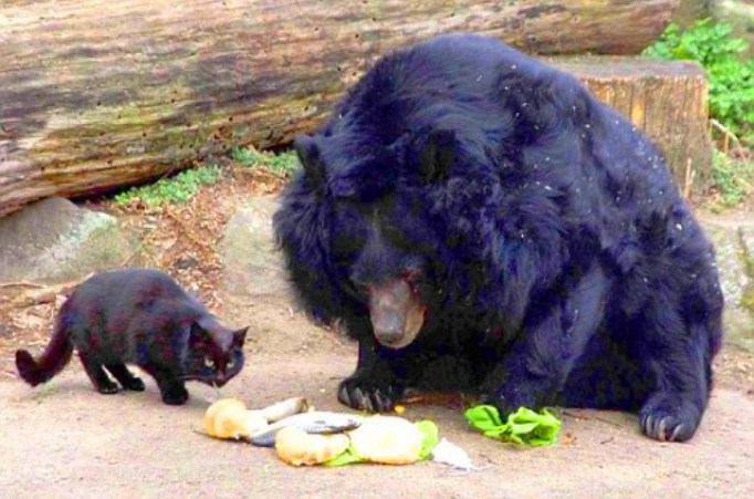 bear and cat
