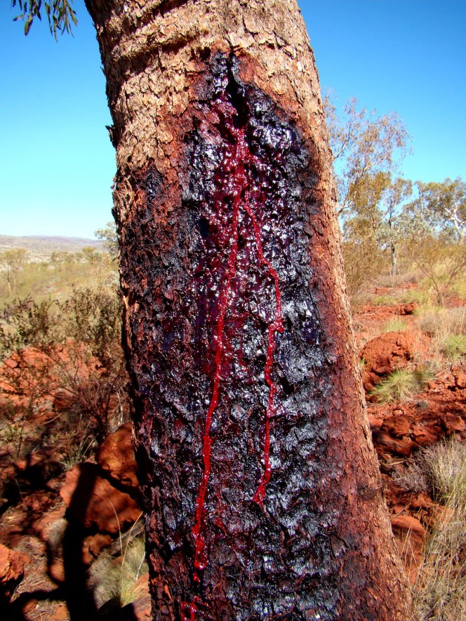bleeding tree 
