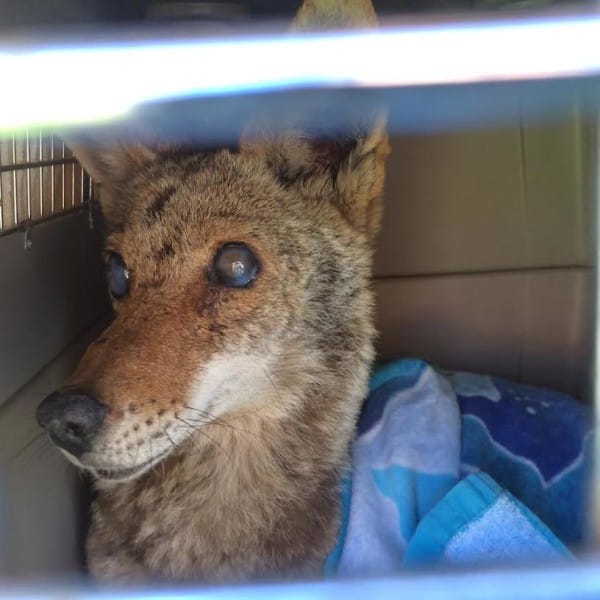 blind pregnant coyote 