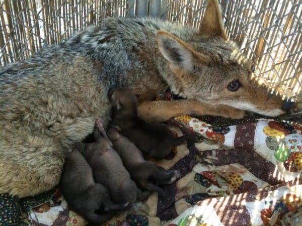 blind pregnant coyote 