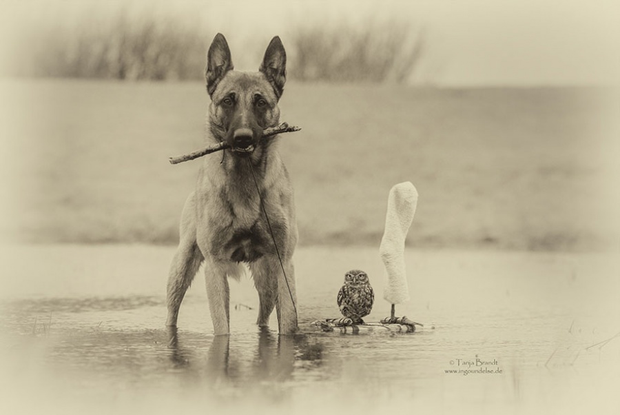 dog and owl friends 