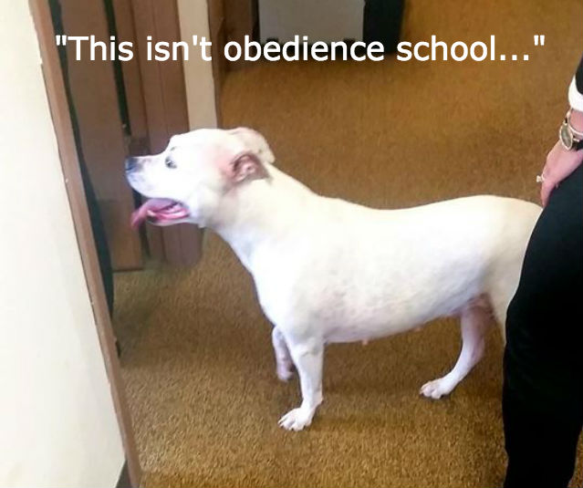 dog attends college