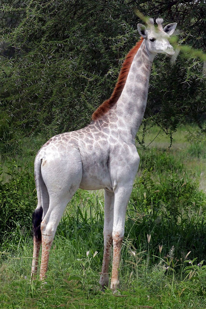 White Giraffe