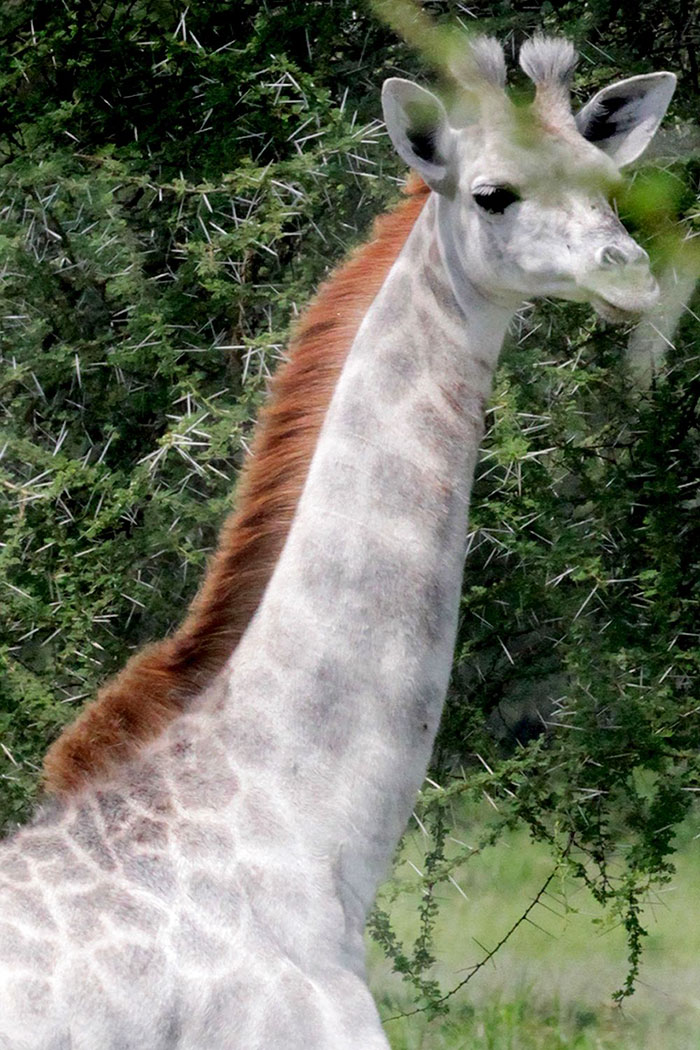 White Giraffe