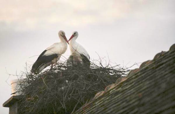 storks live roof 
