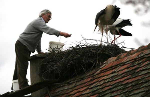 storks live roof 