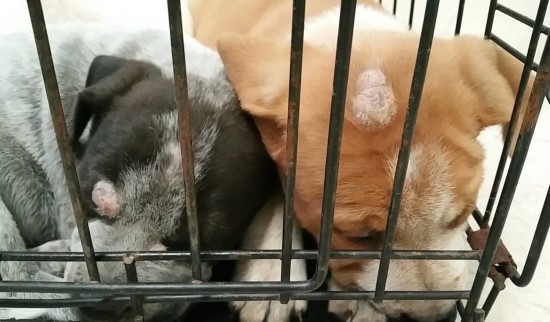 stray puppies treatment