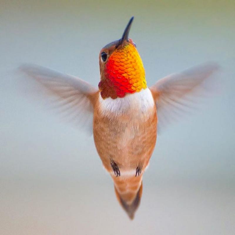 beauty of hummingbirds 