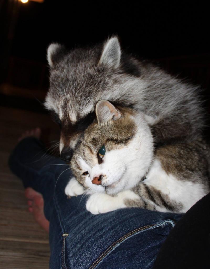 cat helps raccoon 