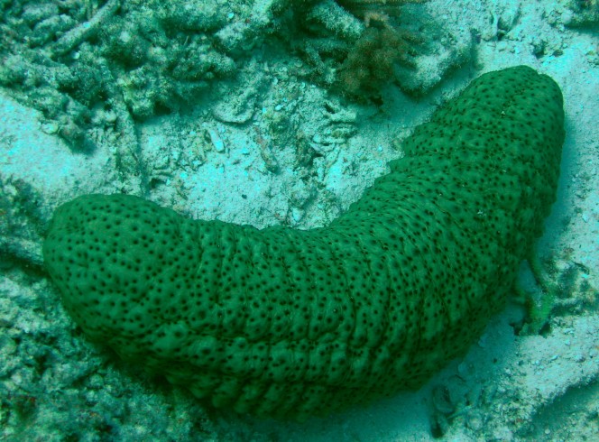 sea cucumbers 