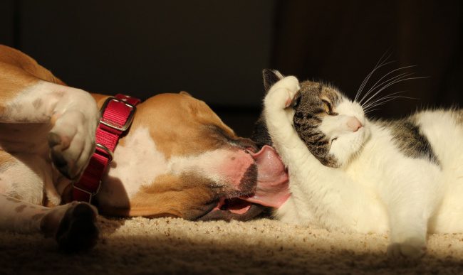 dogs and cats friendship 2