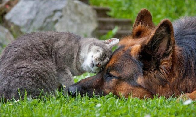 dogs and cats friendship 8