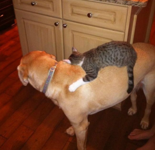 dogs are defenseless against cats 2
