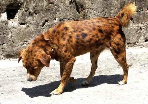 dogs with beautiful markings 10