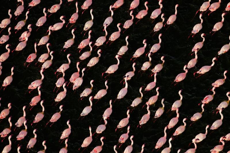 flamingos live lake 5