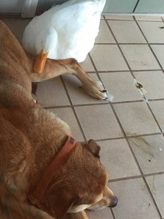 Dog and a duck3