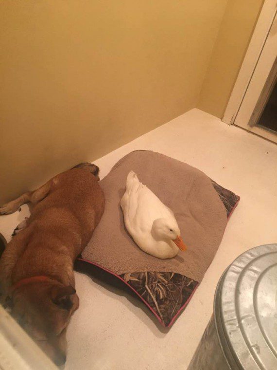 Dog and a duck4