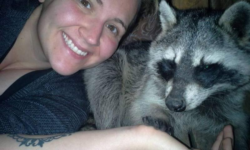 Saved injured raccoon14