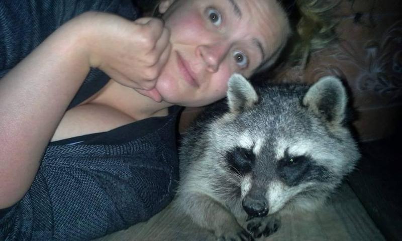 Saved injured raccoon4