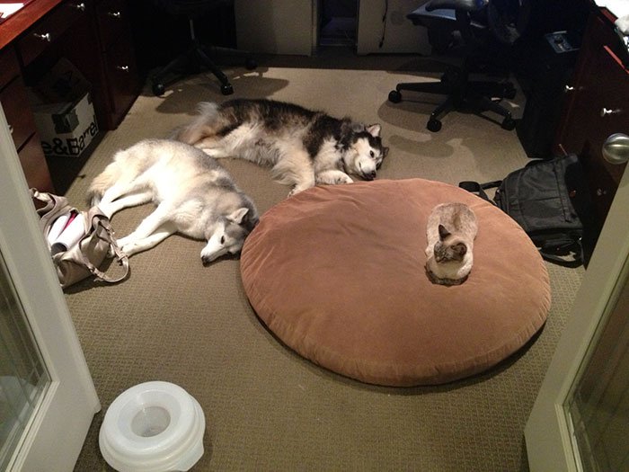 cat steals dog bed