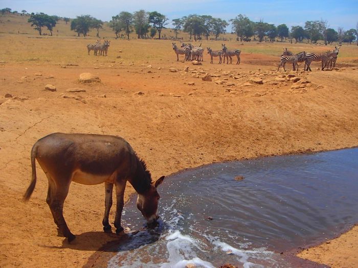 water for wild animals
