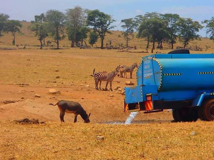 water for wild animals