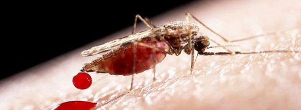 bacteria infected mosquitoes