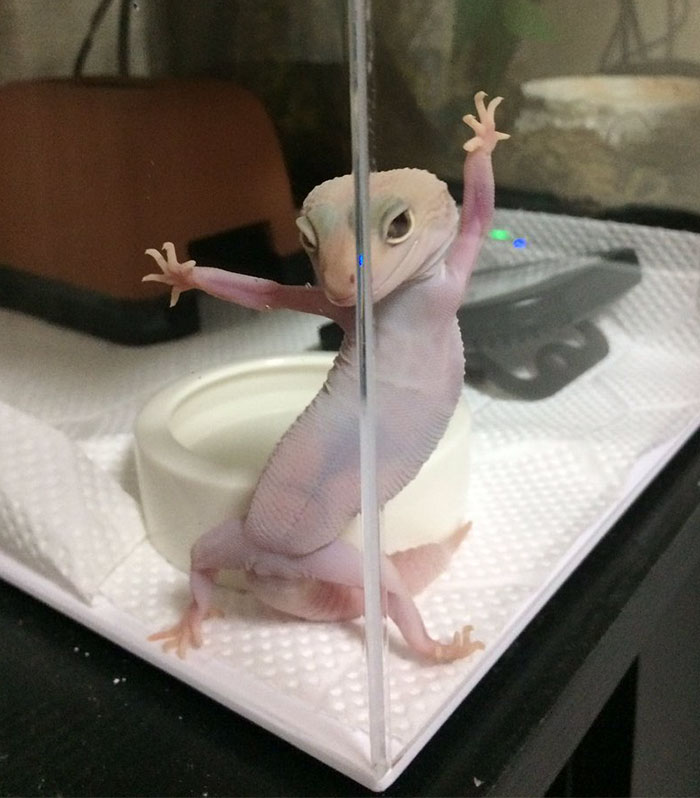 photogenic gecko
