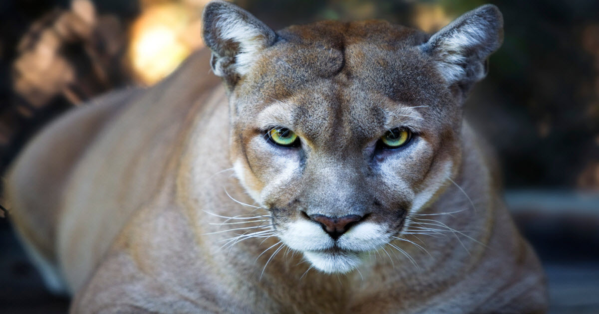 TSA Detained Hunter At Las Vegas Airport After Finding Cougar Carcass In Luggage
