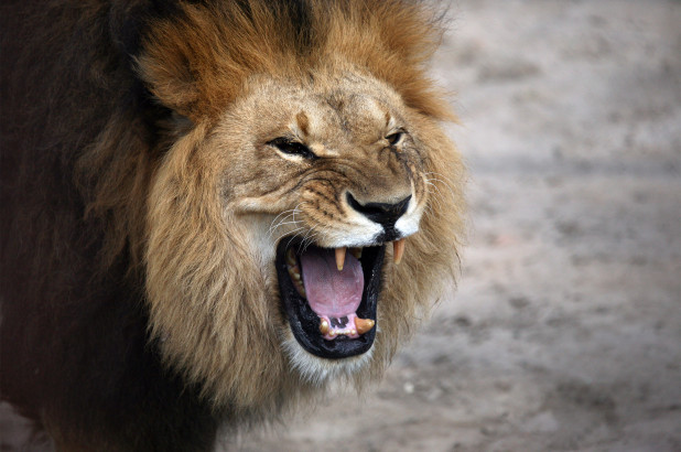pack of lions eat poacher