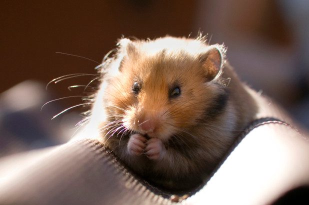spirit airlines made woman flush hamster